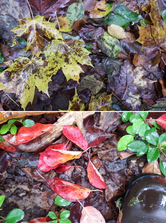 Fallen tree leaves