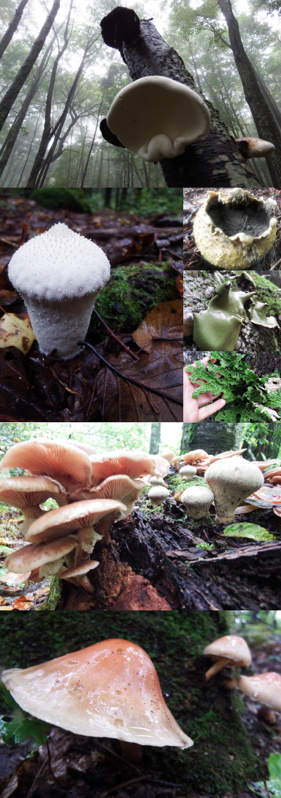 High elevation fungi