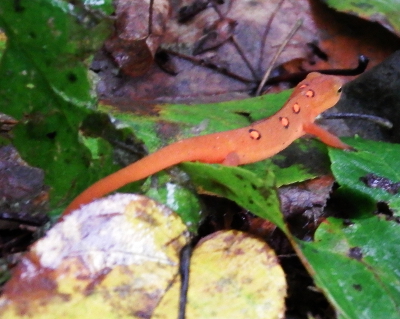 Red eft