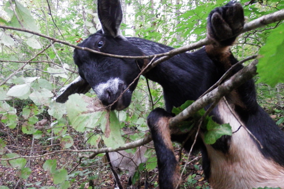 Black and tan goat with white frosting