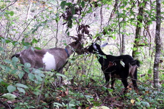 Goat friends