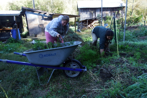 Digging carrots