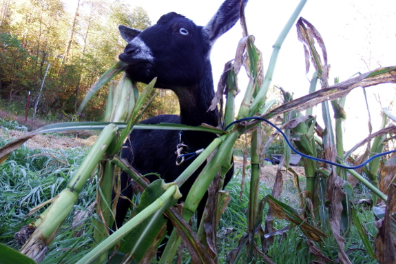 Goat eating sweet corn