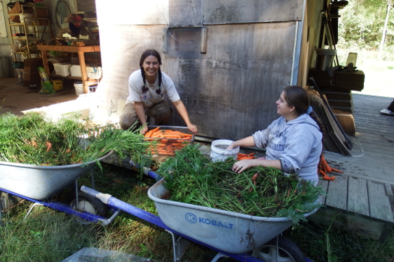 Sorting carrots