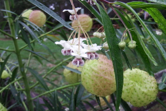 Asclepias physocarpa