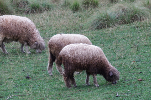 Cotswold sheep