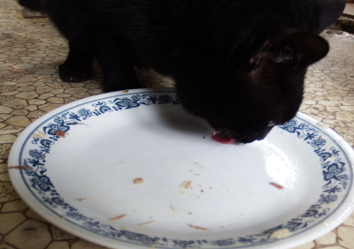 Cat licking the plate clean