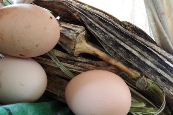 Eggs and okra pods