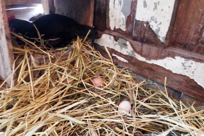 Ground nest box