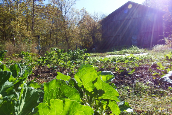 Fall garden