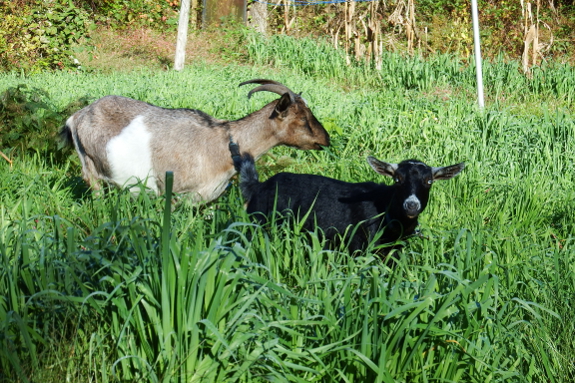 Grazing goats