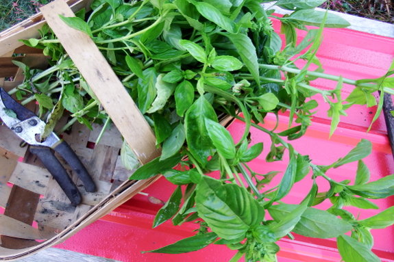 Harvesting basil