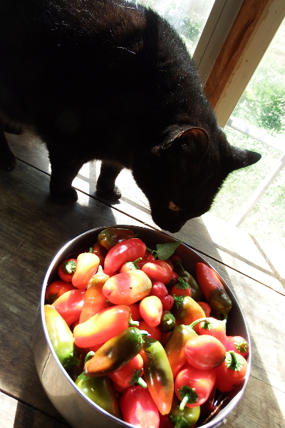 Cat and peppers