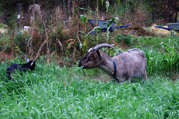 Grazing goats