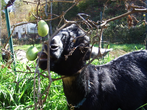 Goat eating a tomato