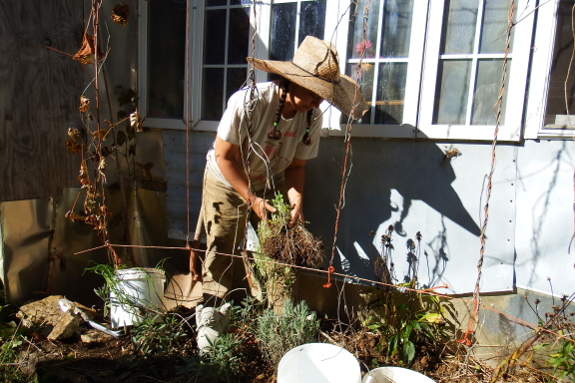 Transplanting herbs