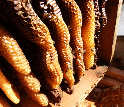 Inspecting a Warre hive