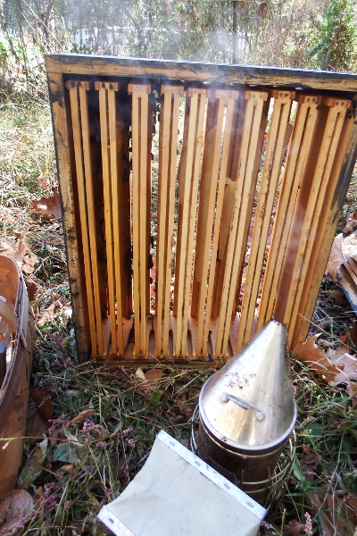 Inspecting a bee box