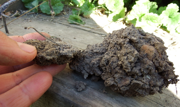 Soil clods and crusts