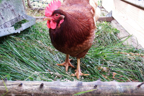 Rhode Island Red