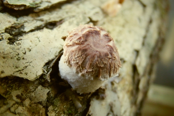 shiitake mushroom close up
