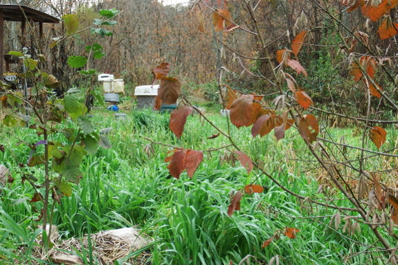 European and American hazel bushes