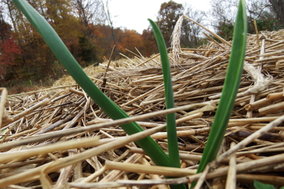 Garlic sprout