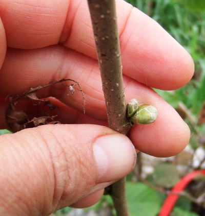 Hazel bud