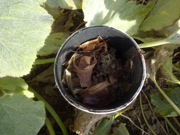 Compost in a worm tower