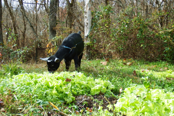 Goat eating lettuce