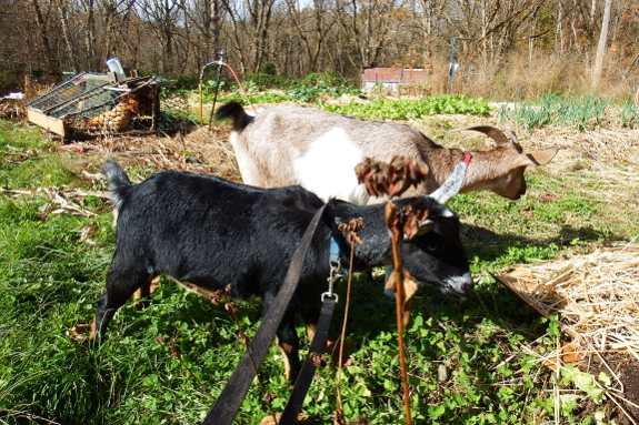 Goats in the garden