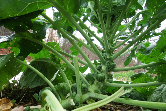 Maturing brussels sprout plant