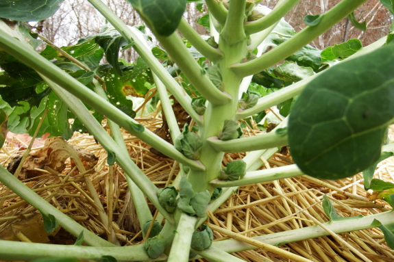 Young Brussels sprouts