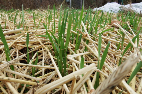 Sprouting rye