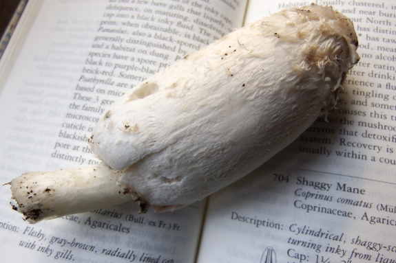 Shaggy mane