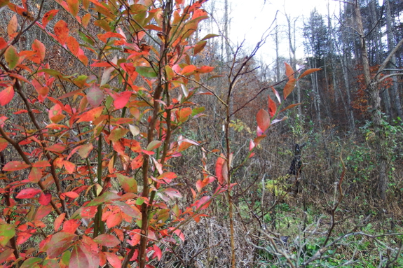 Colored blueberry leaves