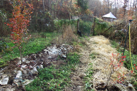 Winter berry patch