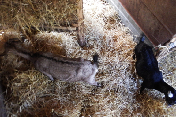 Goats picking through bedding