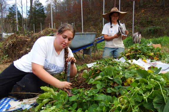 Mulching strawberries