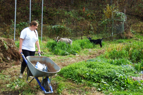 Tethered goats