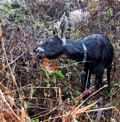 Grazing goats