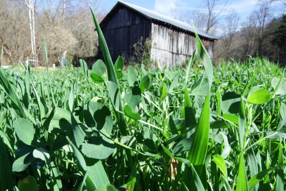 Oats and alfalfa