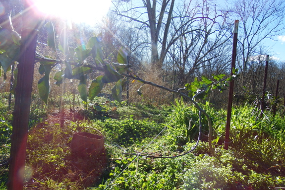 Young espalier