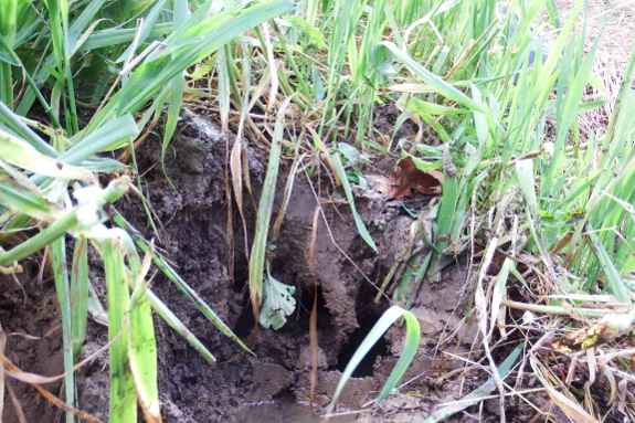 Waterlogged ground