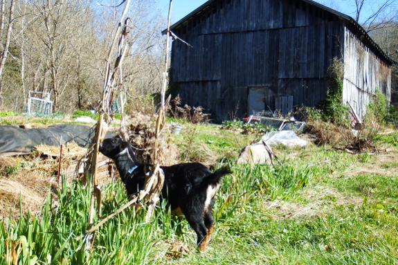 Goats and barn