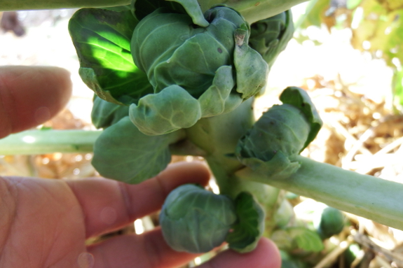 Brussels sprouts