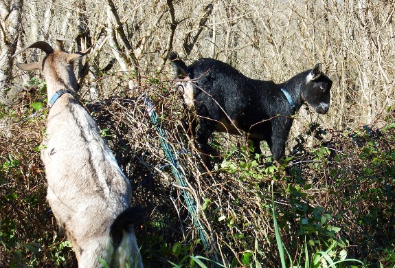goat walking on top of a fence