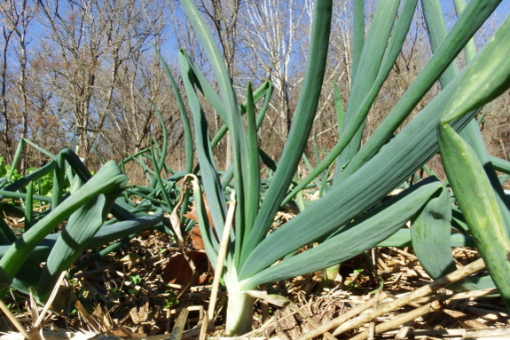 Potato onions