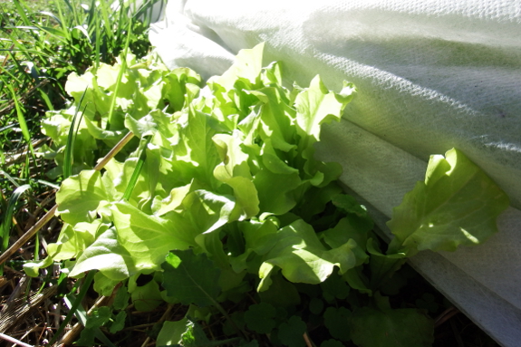 Row cover and lettuce