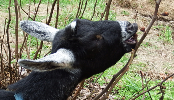 Goat eating fig